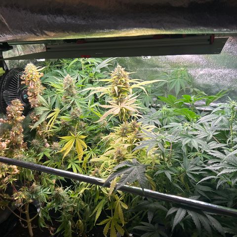 SexBud growlog timeline photo