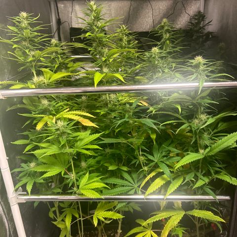 SexBud growlog timeline photo