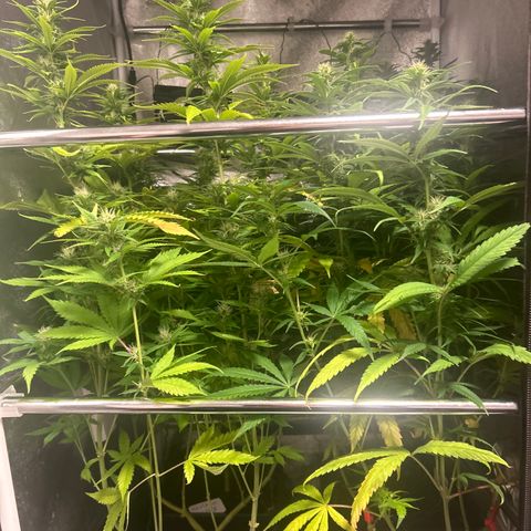 SexBud growlog timeline photo