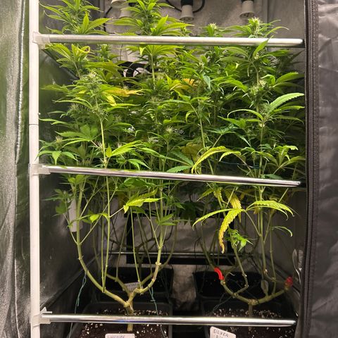 SexBud growlog timeline photo