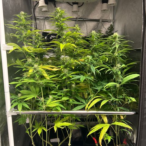 SexBud growlog timeline photo