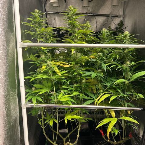 SexBud growlog timeline photo