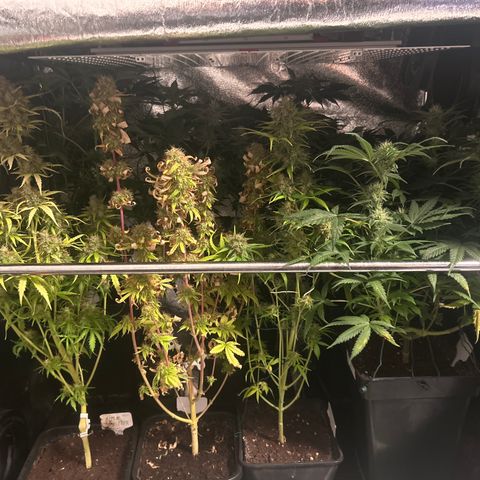 SexBud growlog timeline photo