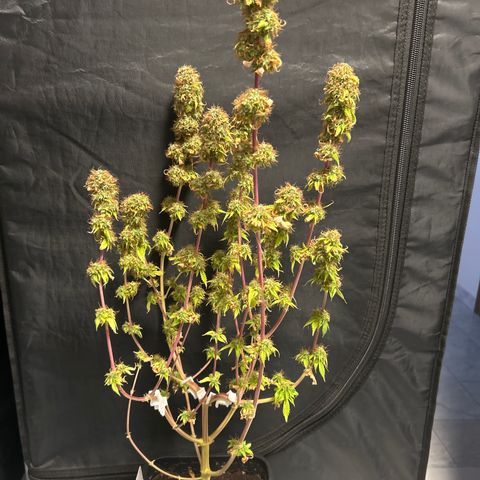 SexBud growlog timeline photo