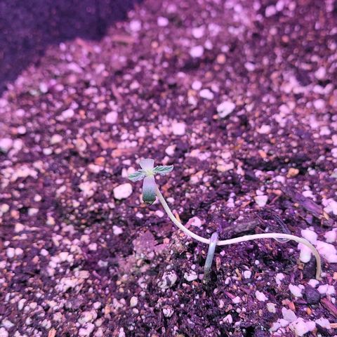 Gorilla glue auto growlog timeline photo