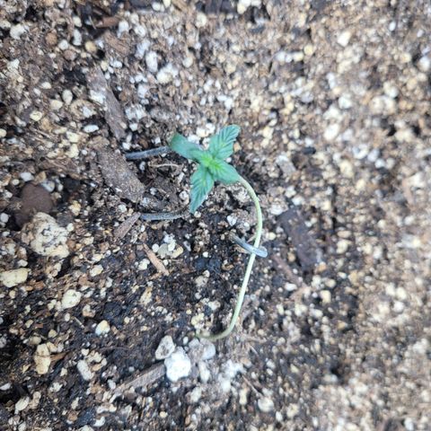 Gorilla glue auto growlog timeline photo