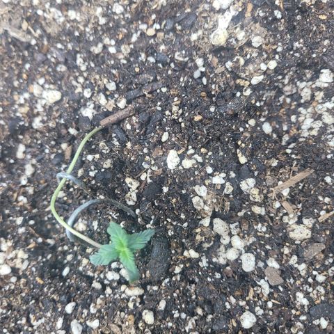 Gorilla glue auto growlog timeline photo