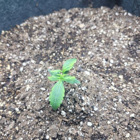 Gorilla glue auto growlog timeline photo