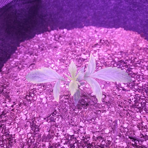 Gorilla glue auto growlog timeline photo