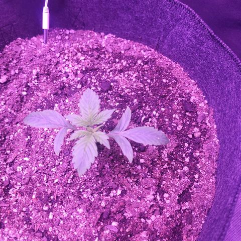 Gorilla glue auto growlog timeline photo