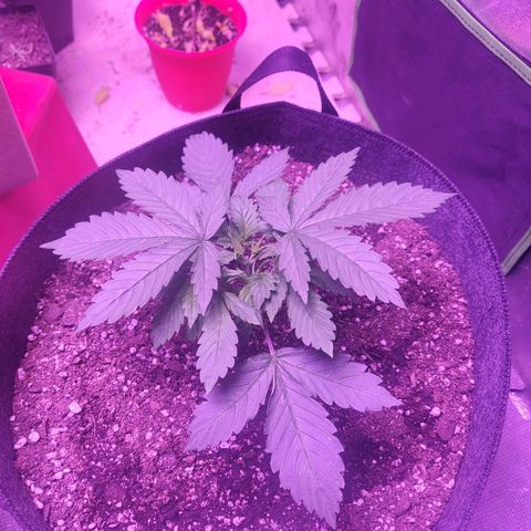Gorilla glue auto growlog timeline photo