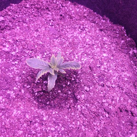 Gorilla punch auto  growlog timeline photo