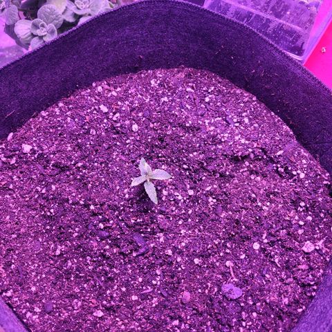 Gorilla punch auto  growlog timeline photo
