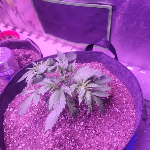 Gorilla glue auto growlog timeline photo