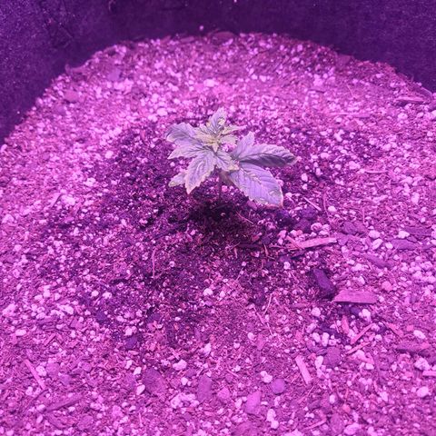 Gorilla punch auto  growlog timeline photo