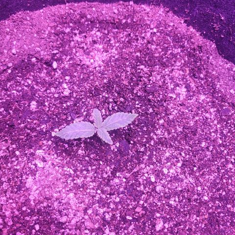 Grandmommy purple growlog timeline photo