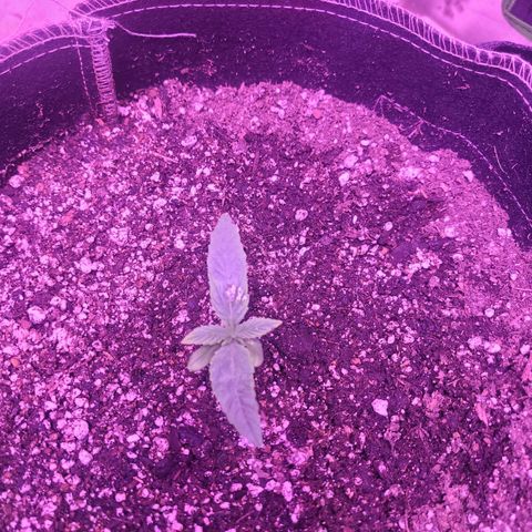 Grandmommy purple growlog timeline photo