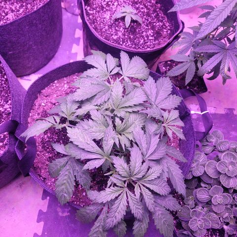 Gorilla glue auto growlog timeline photo