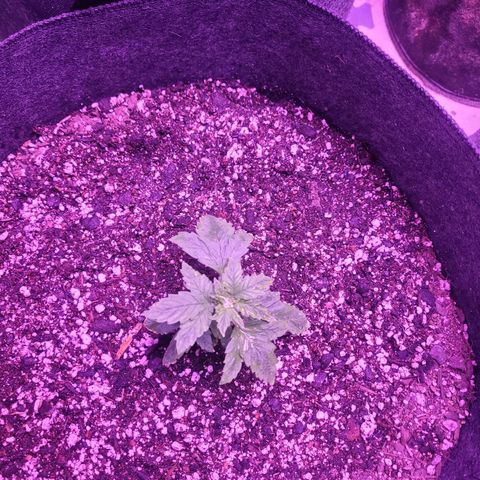 Gorilla punch auto  growlog timeline photo