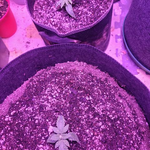 Grandmommy purple growlog timeline photo