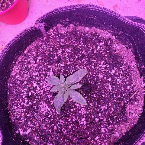 Grandmommy purple growlog timeline photo