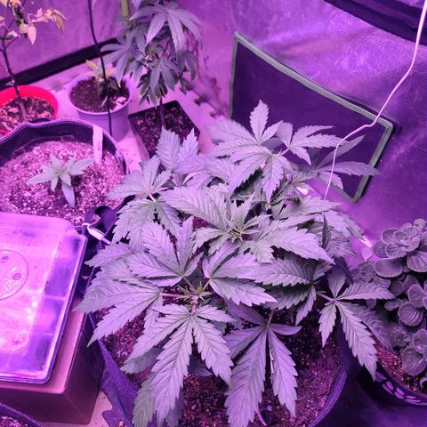 Gorilla glue auto growlog timeline photo