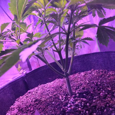 Gorilla glue auto growlog timeline photo