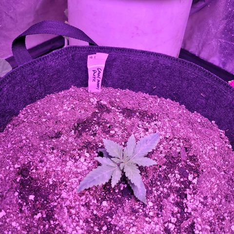 Grandmommy purple growlog timeline photo