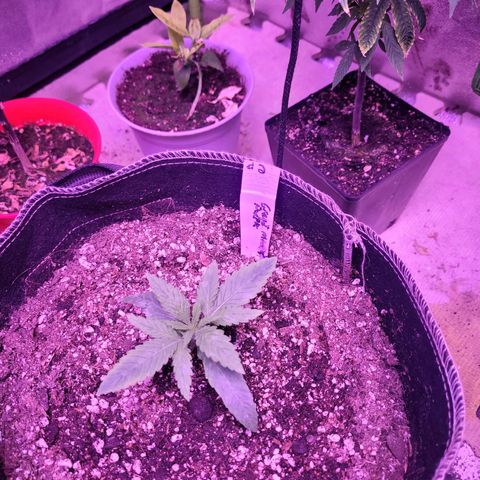 Grandmommy purple growlog timeline photo