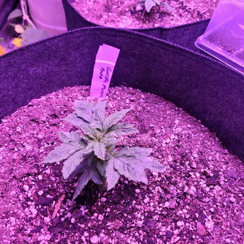 Gorilla punch auto  growlog timeline photo