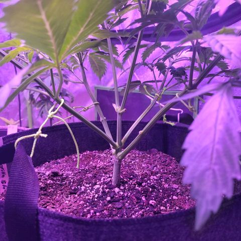 Gorilla glue auto growlog timeline photo