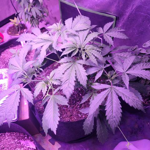 Gorilla glue auto growlog timeline photo