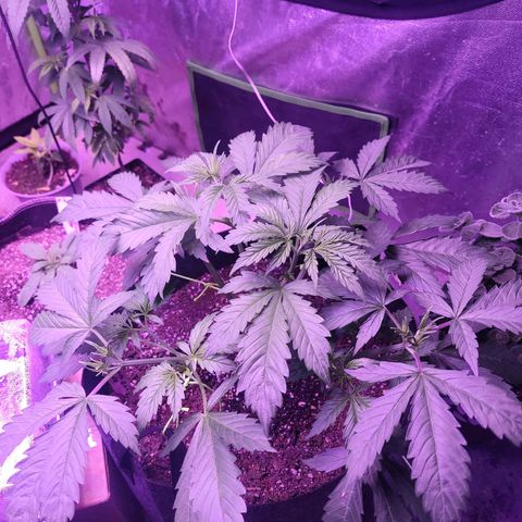 Gorilla glue auto growlog timeline photo
