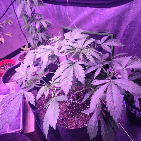 Gorilla glue auto growlog timeline photo