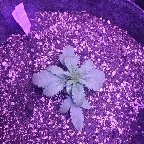 Grandmommy purple growlog photo: #1