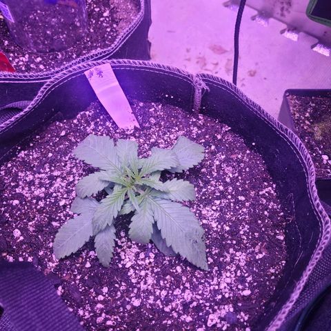 Grandmommy purple growlog photo: #2