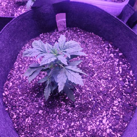 Gorilla punch auto  growlog timeline photo