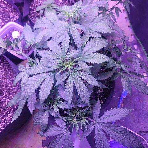 Gorilla glue auto growlog timeline photo