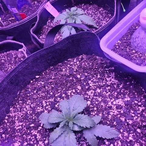 Grandmommy purple growlog timeline photo