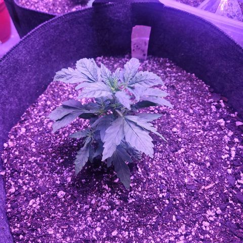 Gorilla punch auto  growlog timeline photo