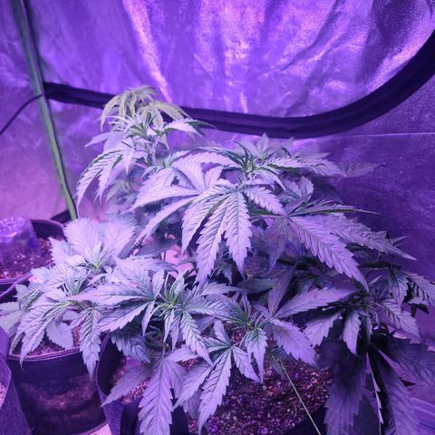 Gorilla glue auto growlog timeline photo