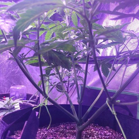 Gorilla glue auto growlog timeline photo