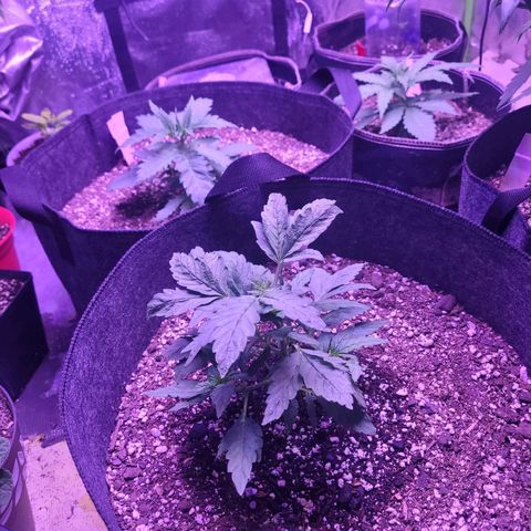 Gorilla punch auto  growlog timeline photo