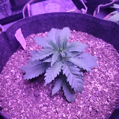 Grandmommy purple growlog photo: #1