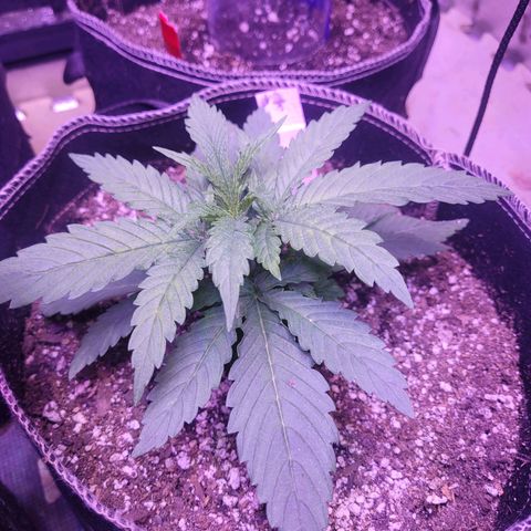 Grandmommy purple growlog photo: #2