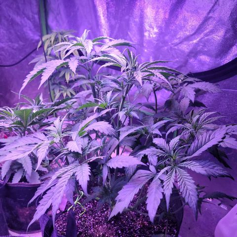 Gorilla glue auto growlog timeline photo