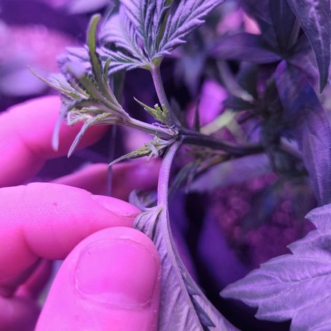 Gorilla glue auto growlog timeline photo