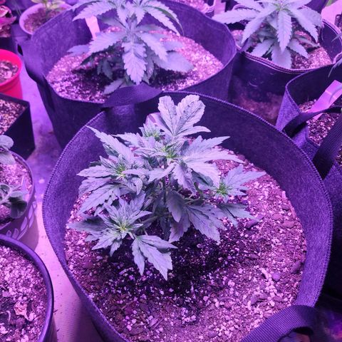 Gorilla punch auto  growlog timeline photo