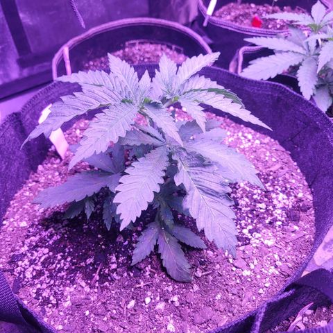 Grandmommy purple growlog photo: #1