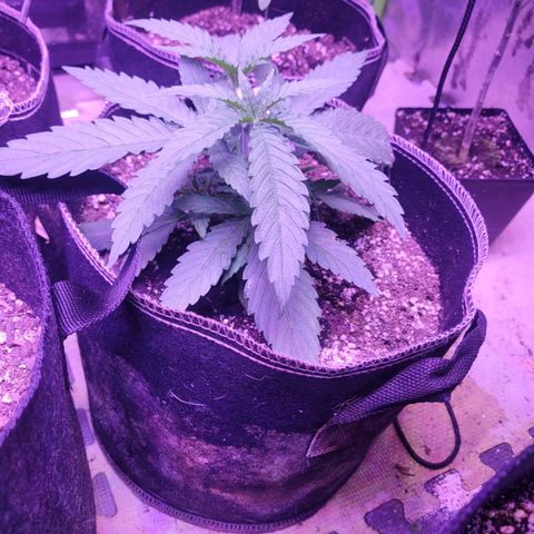Grandmommy purple growlog photo: #2